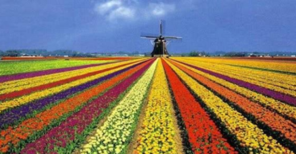 Perfeito! Considerando que a imagem é de campos de tulipas na Holanda com um moinho de vento, e focando na promoção de viagens, aqui estão as sugestões para a sua imagem:

Título:
Opção 1 (Inspiradora): O Espetáculo das Cores da Holanda: Um Sonho em Flor

Opção 2 (Descritiva): Moinho e Campos de Tulipas: A Paisagem Mais Icônica da Holanda

Legenda (para Redes Sociais):
Quem nunca sonhou em caminhar por esse arco-íris de flores na Holanda? 🌷🌈

A primavera holandesa é um espetáculo à parte, onde campos e mais campos de tulipas se transformam em verdadeiras obras de arte vivas, sob o olhar atento dos charmosos moinhos de vento. Uma experiência que mexe com todos os sentidos e rende fotos inesquecíveis!

Marque alguém que você levaria para viver essa magia! 👇

#Holanda #Tulipas #CamposDeFlores #Moinhos #ViagemDosSonhos #Europa #DestinoEuropeu #Natureza #Primavera #Keukenhof #AmoViajar