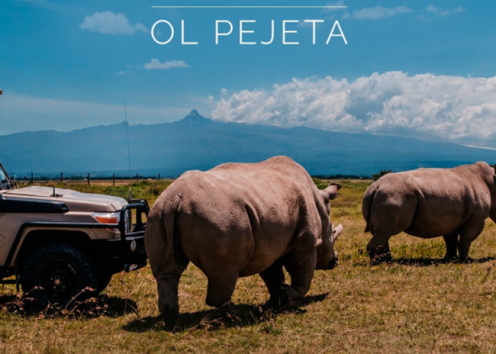 Pacote Quênia Essencial by Porini Camps