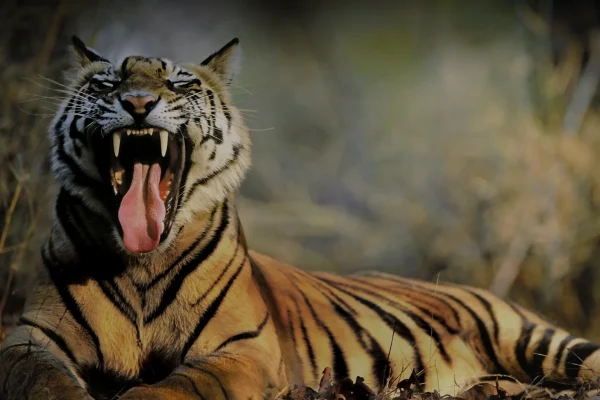Asia_India_India-do-Taj-e-dos-Tigres-7