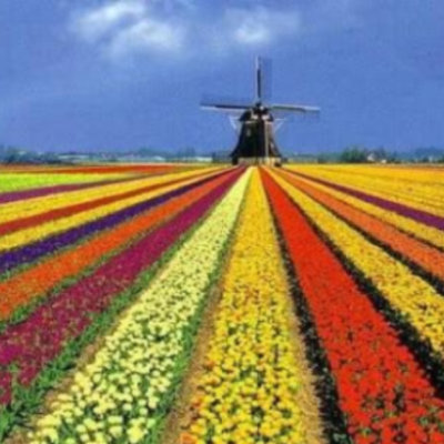 Uma paisagem deslumbrante de vastos campos de tulipas na Holanda, plantados em longas fileiras retas e coloridas (vermelho, amarelo, roxo, laranja, branco). Ao fundo, um tradicional moinho de vento e um céu azul com nuvens.