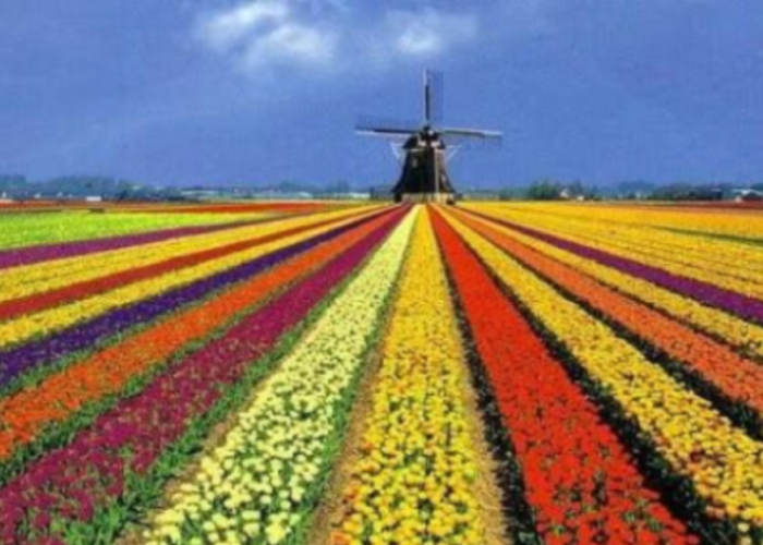 Uma paisagem deslumbrante de vastos campos de tulipas na Holanda, plantados em longas fileiras retas e coloridas (vermelho, amarelo, roxo, laranja, branco). Ao fundo, um tradicional moinho de vento e um céu azul com nuvens.